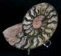 Black Cleoniceras Ammonite - (Half) #5645-2